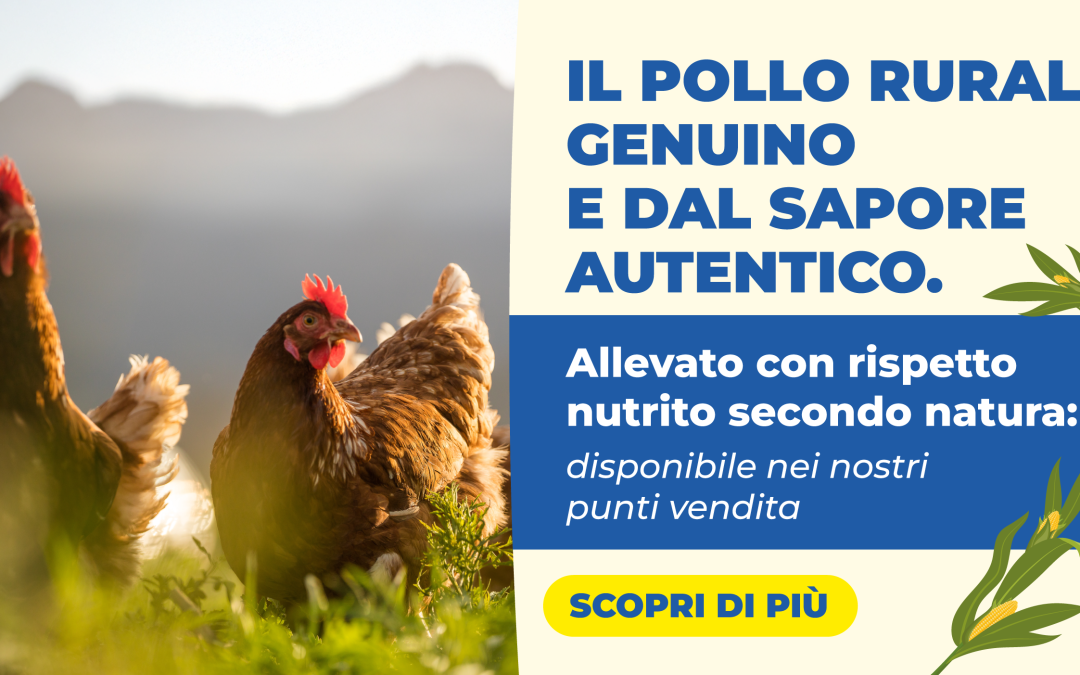 Pollo rurale Ambrosini nei nostri supermercati: qualità, tradizione e gusto autentico